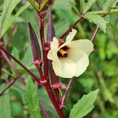Burgundy Okra Seeds