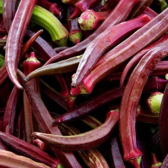 Burgundy Okra Seeds