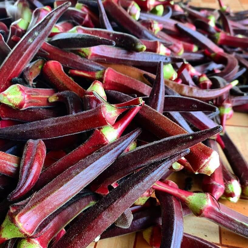 Burgundy Okra Seeds