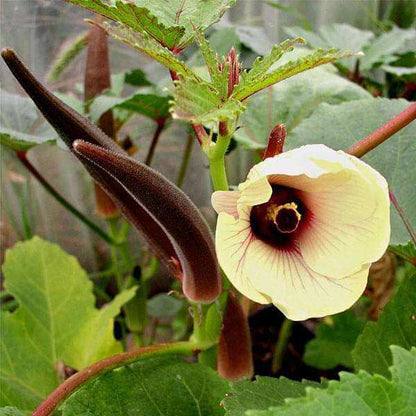 Burgundy Okra Seeds