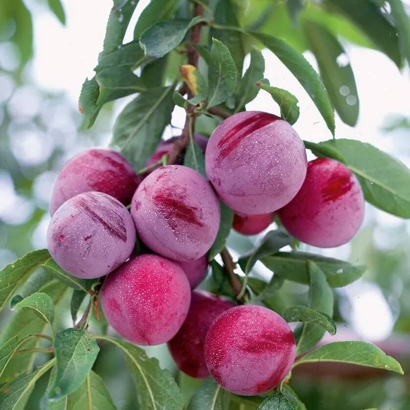 Burgundy Plum Seeds 