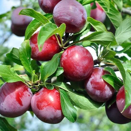 Burgundy Plum Seeds 