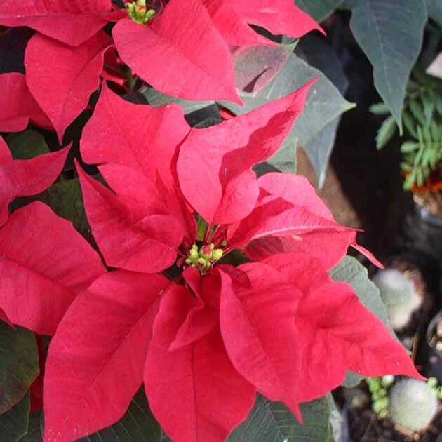 Burgundy Poinsettia Seeds