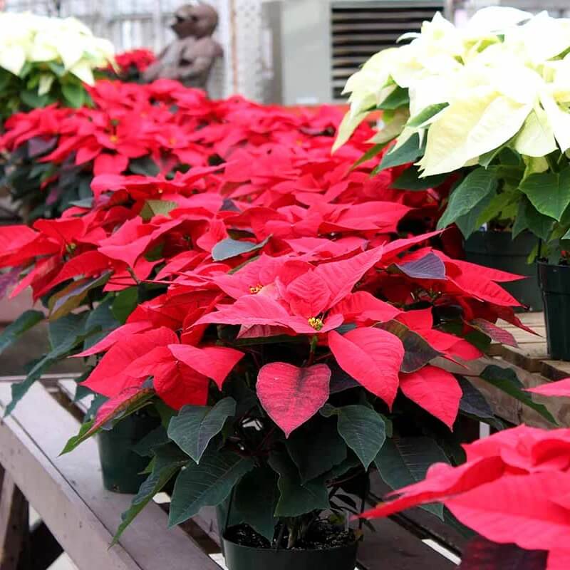 Burgundy Poinsettia Seeds