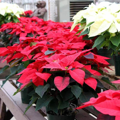 Burgundy Poinsettia Seeds