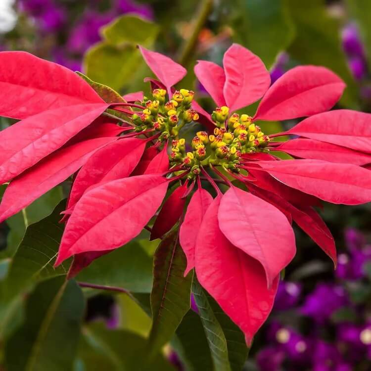 Burgundy Poinsettia Seeds
