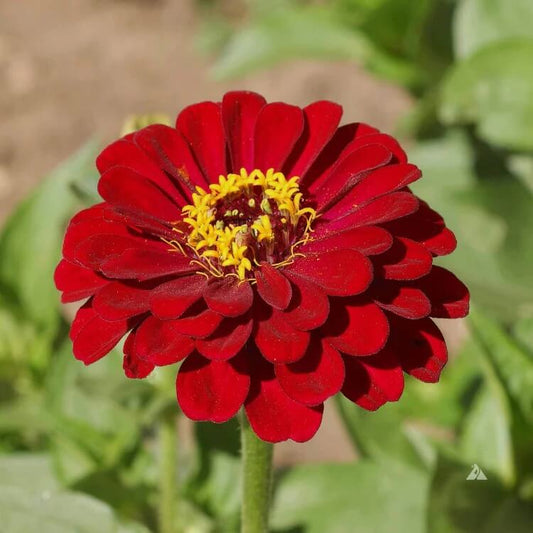 Burgundy Red Zinnia seeds