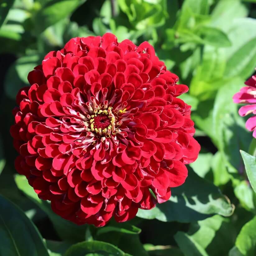 Burgundy Red Zinnia seeds