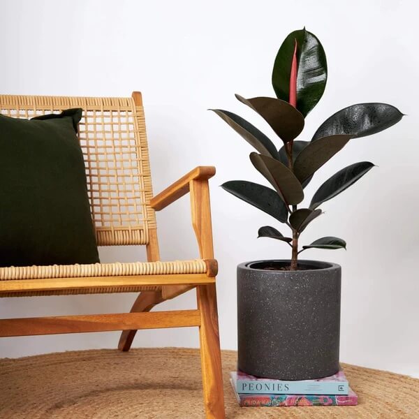 Burgundy Rubber Plant Seeds - Flower Plant