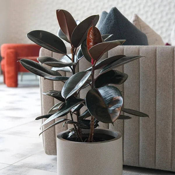 Burgundy Rubber Plant Seeds - Flower Plant