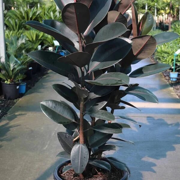 Burgundy Rubber Plant Seeds - Flower Plant