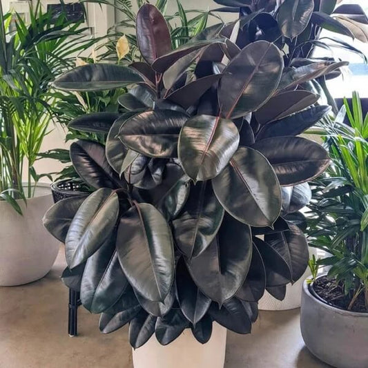 Burgundy Rubber Plant Seeds - Flower Plant