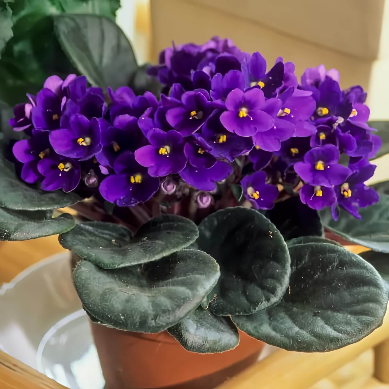 Burgundy Saintpaulia African Violet Seeds - Flower Plant