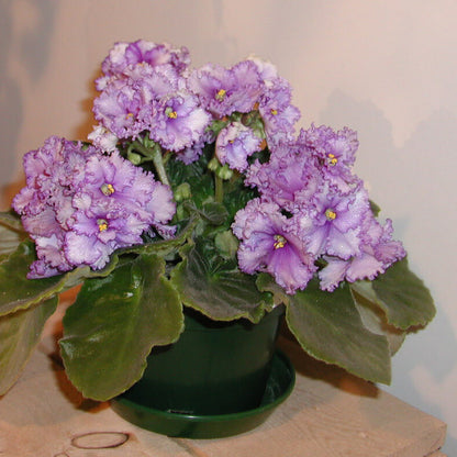 Burgundy Saintpaulia African Violet Seeds - Flower Plant