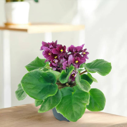 Burgundy Saintpaulia African Violet Seeds - Flower Plant