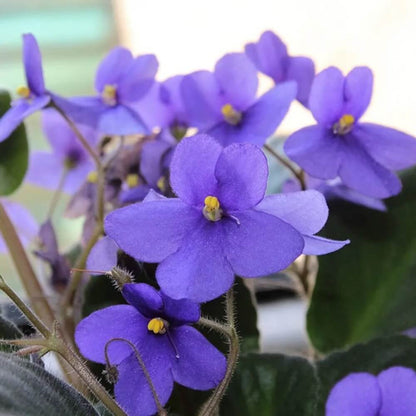 Burgundy Saintpaulia African Violet Seeds - Flower Plant