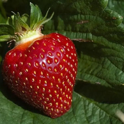 Burgundy Strawberry Seeds