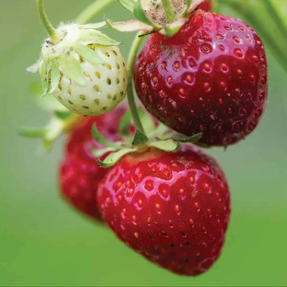 Burgundy Strawberry Seeds