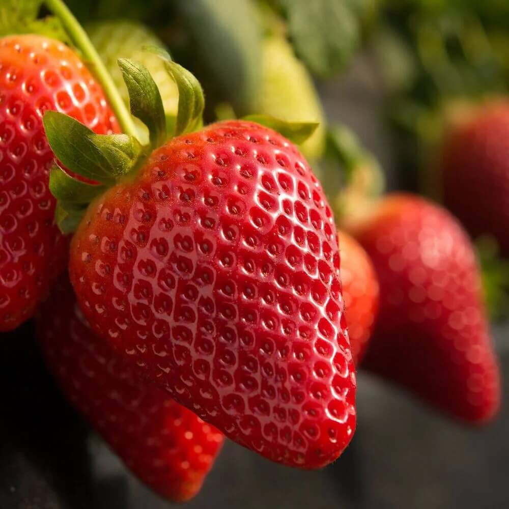 Burgundy Strawberry Seeds