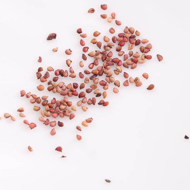 Burgundy Strawberry Seeds