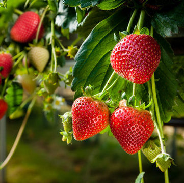 Burgundy Strawberry