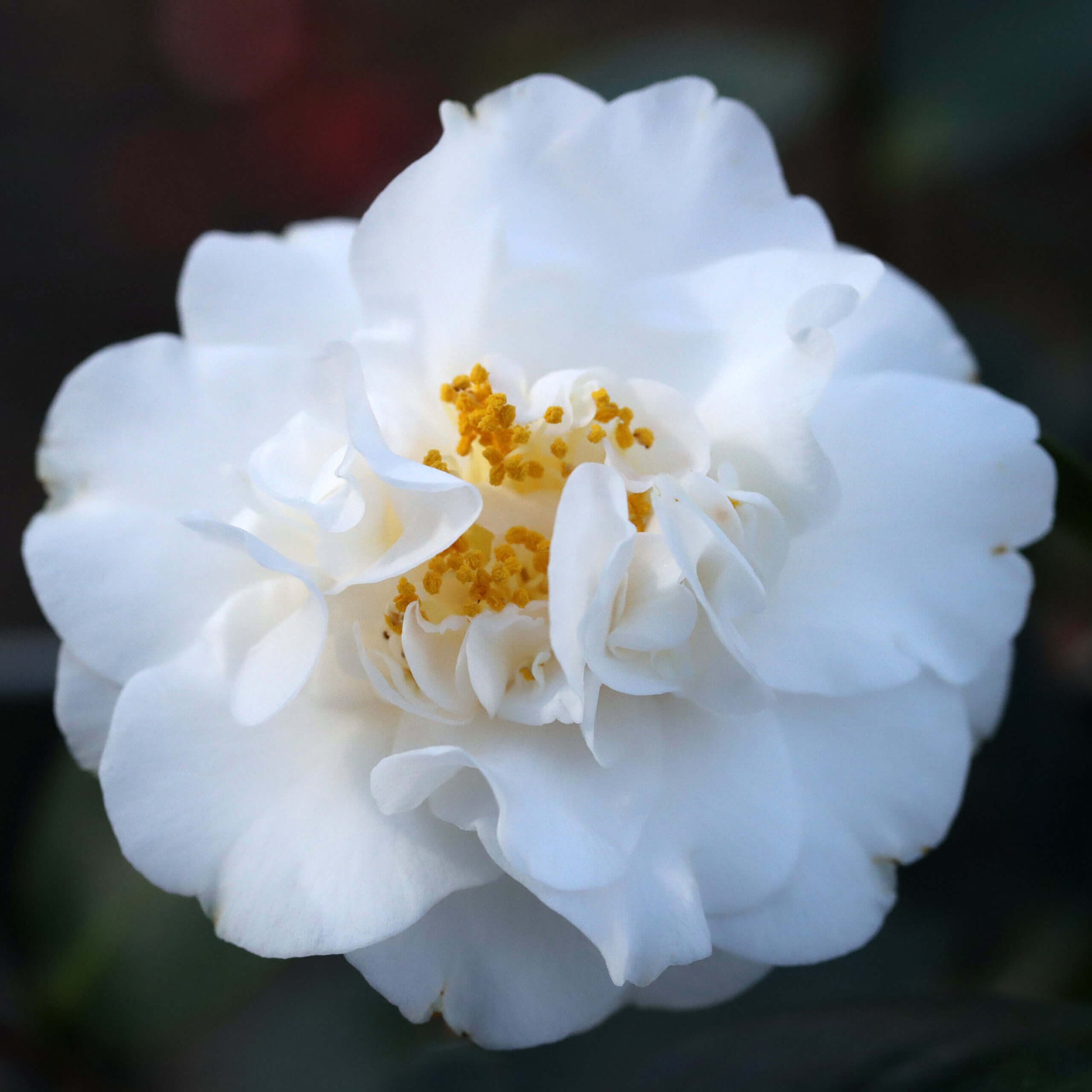 Burgundy White Camellia Seeds