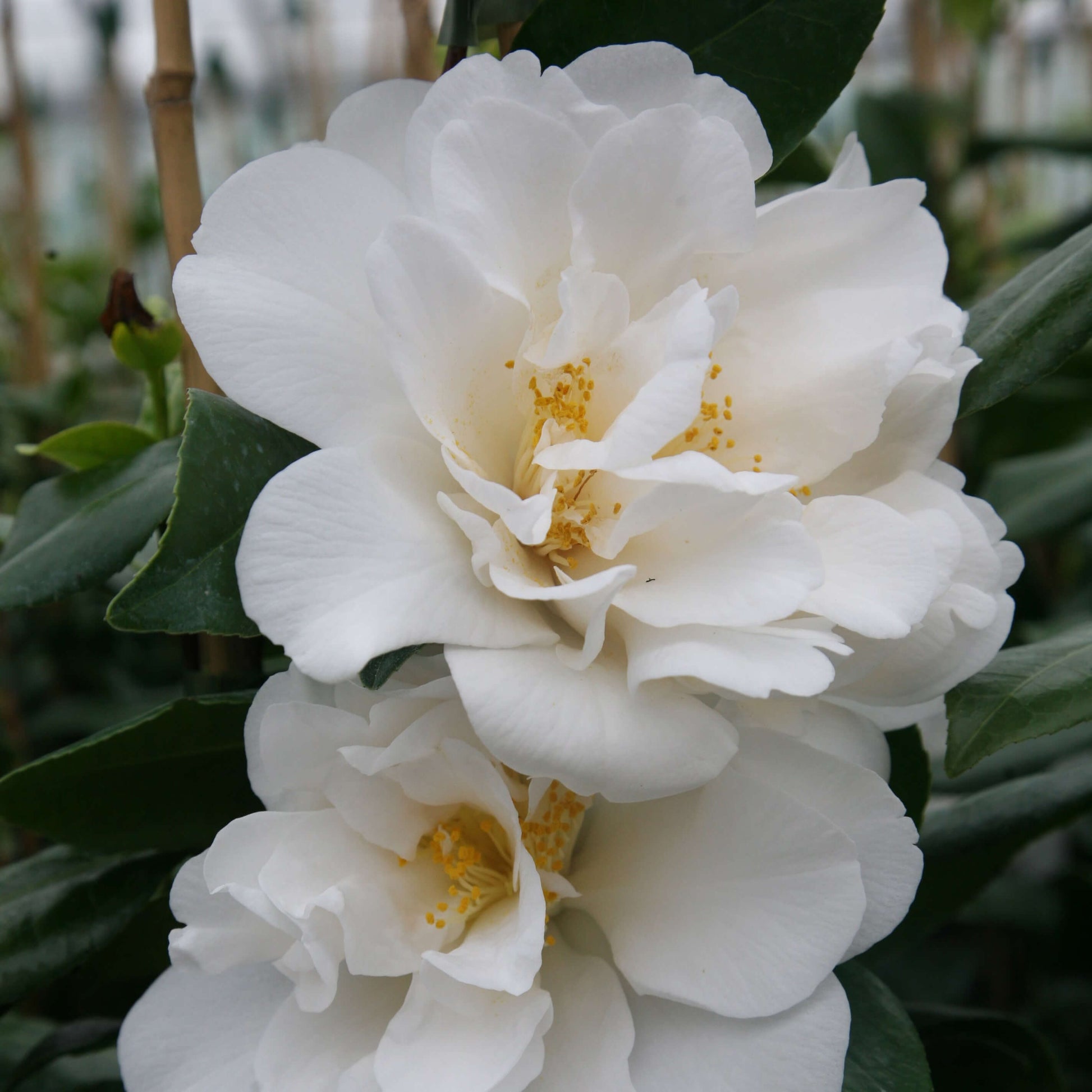Burgundy White Camellia Seeds