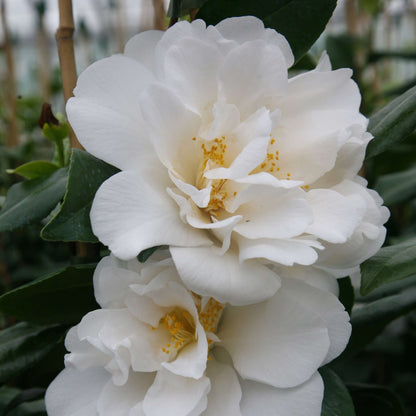 Burgundy White Camellia Seeds