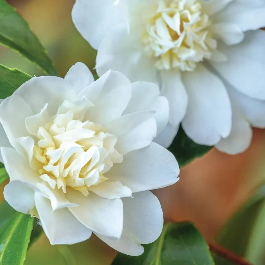 Burgundy White Camellia Seeds