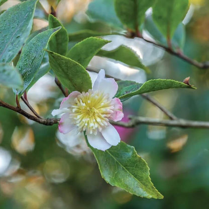 Burgundy White Camellia Seeds