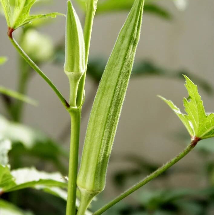 Burmese okra seeds - Vegetable Plant