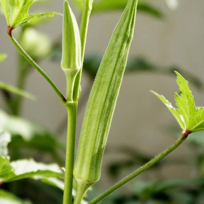 Burmese okra seeds - Vegetable Plant
