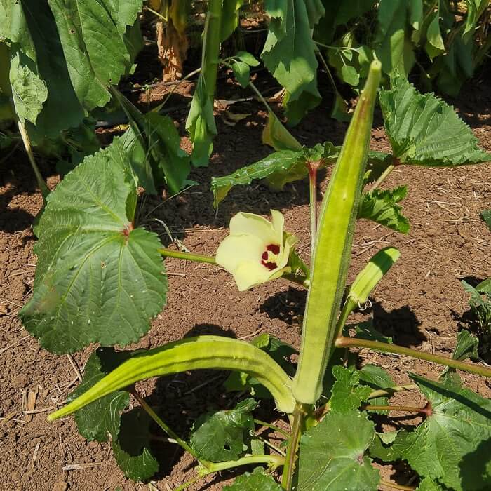 Burmese okra seeds - Vegetable Plant