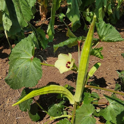 Burmese okra seeds - Vegetable Plant