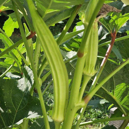 Burmese okra seeds - Vegetable Plant