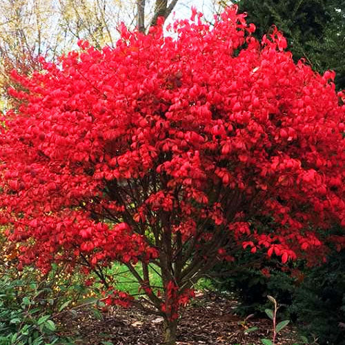 Burning Bush Seeds - Shrub Plant Seeds for Home Gardens