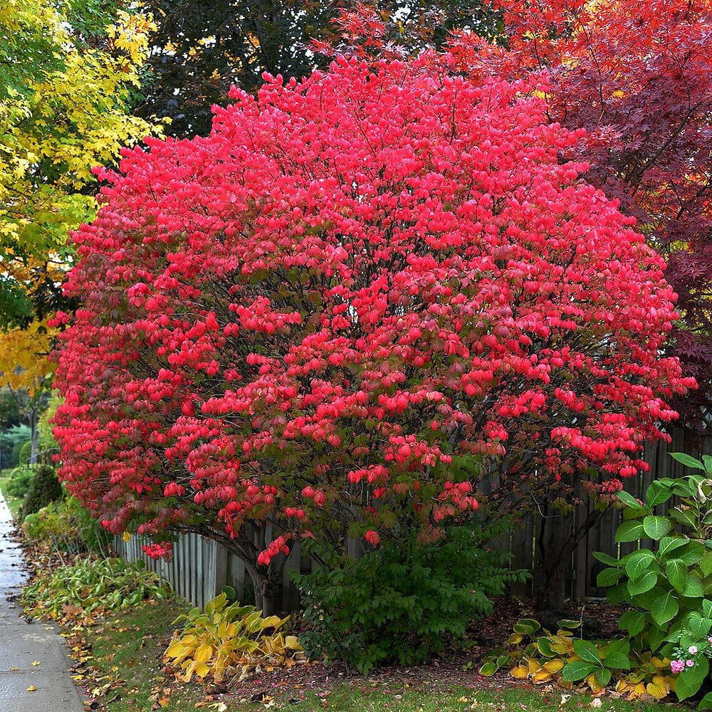 Burning Bush Seeds - Shrub Plant Seeds for Home Gardens