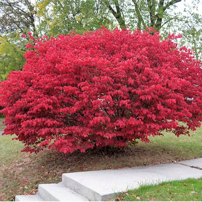 Burning Bush Seeds - Shrub Plant Seeds for Home Gardens
