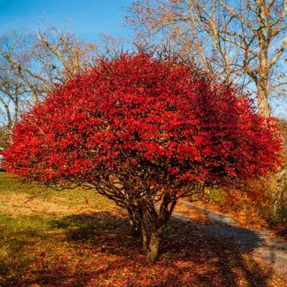 Burning Bush Seeds - Shrub Plant Seeds for Home Gardens