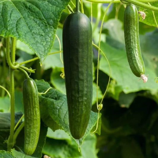Burpless Cucumber Seeds