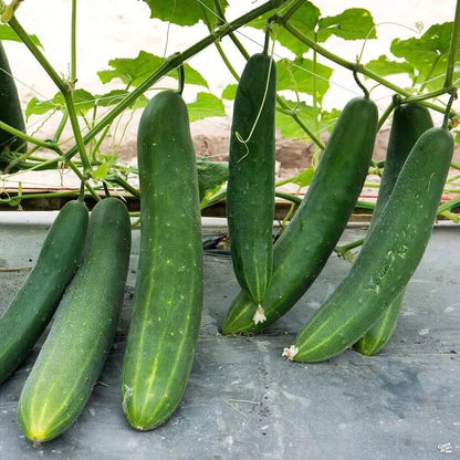 Burpless Cucumber Seeds