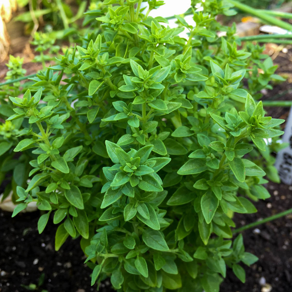 Bush Basil Seeds - Herbal Plant