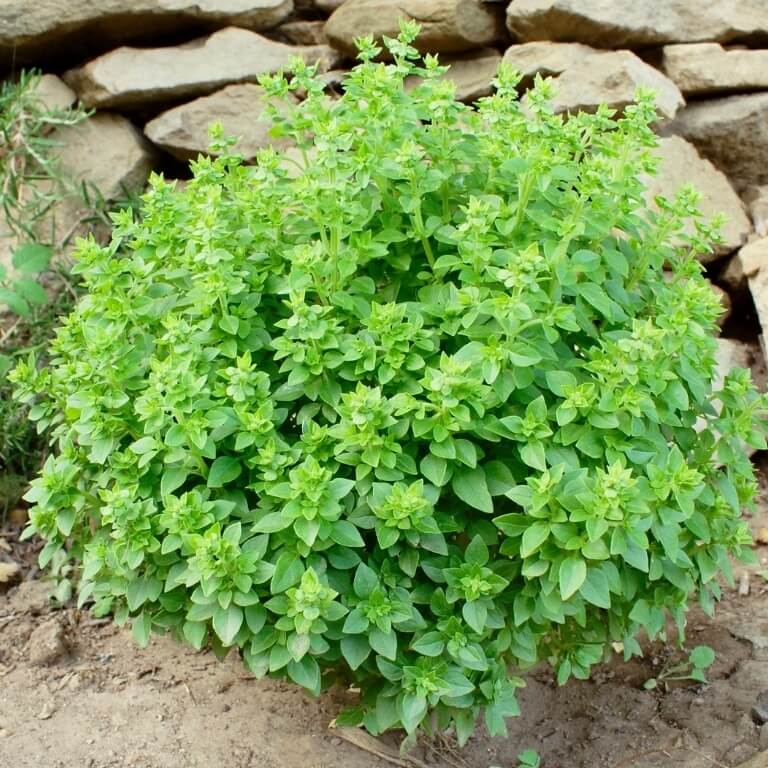 Bush Basil Seeds - Herbal Plant