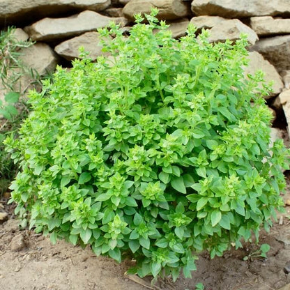 Bush Basil Seeds - Herbal Plant