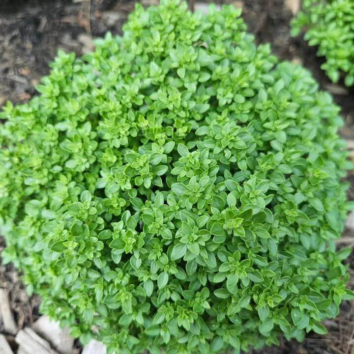 Bush Basil Seeds - Herbal Plant