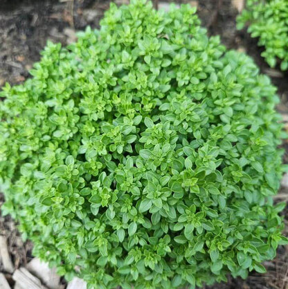 Bush Basil Seeds - Herbal Plant