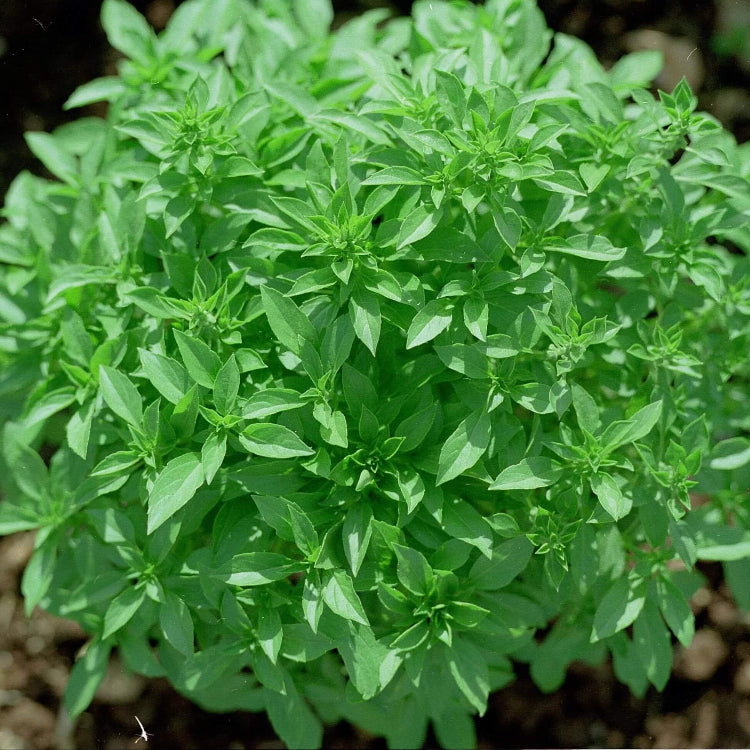 Bush Basil Seeds - Herbal Plant