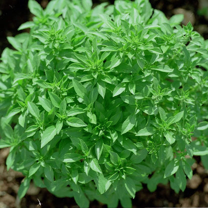 Bush Basil Seeds - Herbal Plant