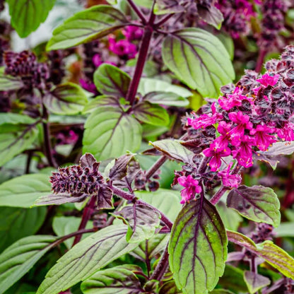 Bush Basil Seeds - Herbal Plant