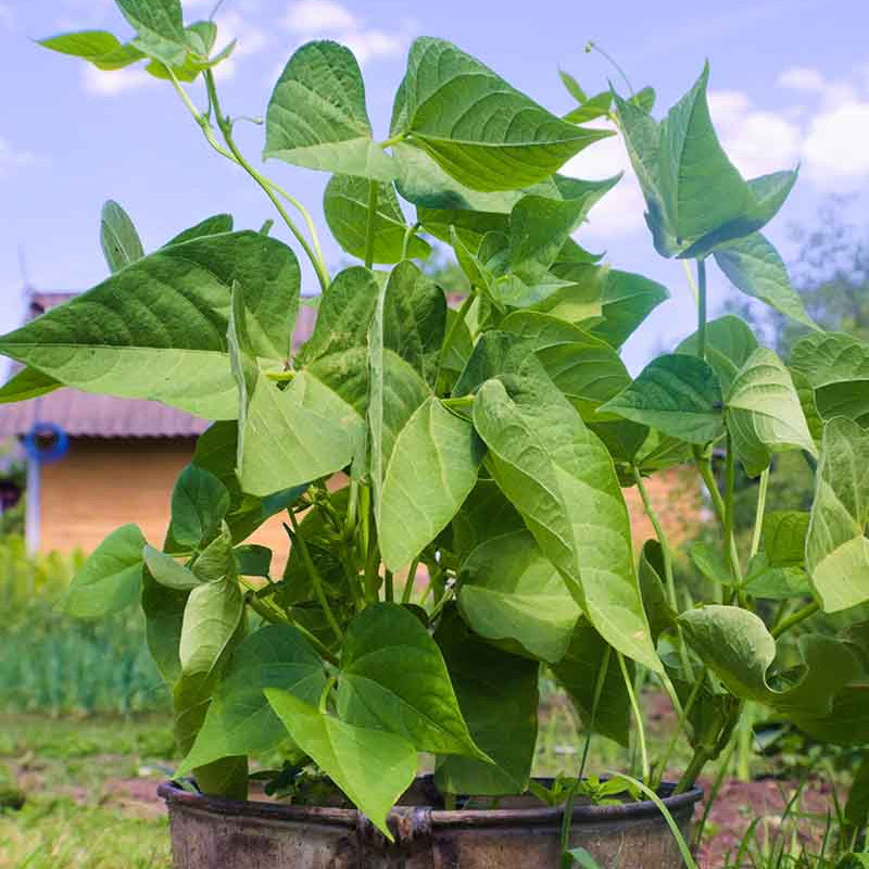 Bush Bean Seeds - Heirloom Vegetable Plant for Home Gardens